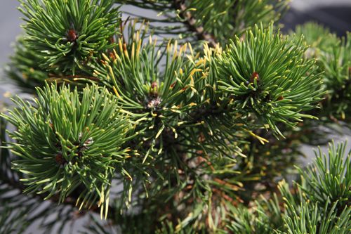 [PIMCWINT] Pinus mugo 'Carstens Wintergold'