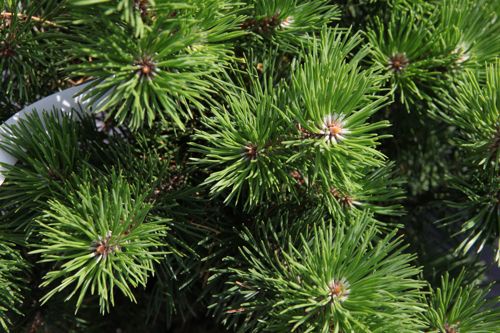 [PIMGNOM] Pinus mugo 'Gnom'
