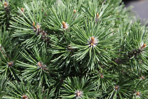 [PIMMOPS] Pinus mugo 'Mops'