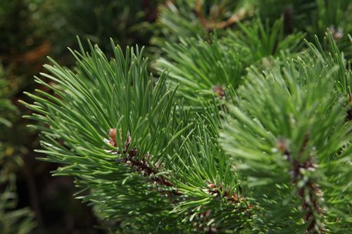 [PIMMUGO] Pinus mugo mugo