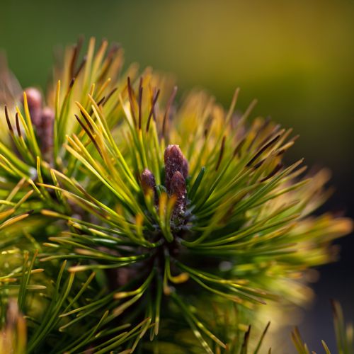 [PIMOPHIR] Pinus mugo 'Ophir'