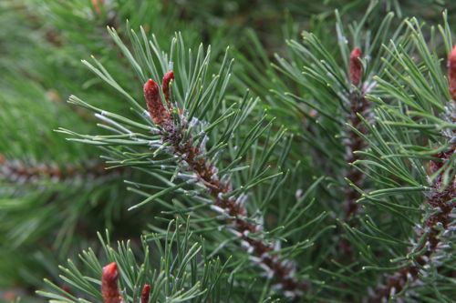 [PIMPUMIL] Pinus mugo pumilio