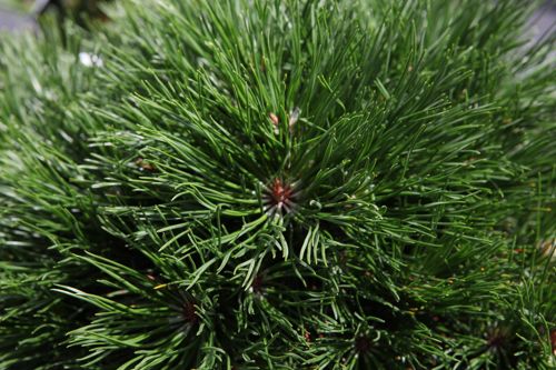 [PIMVAREL] Pinus mugo 'Varella'