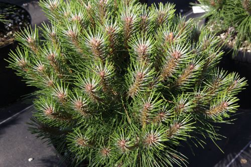 [PINMBREG] Pinus nigra 'Marie Brégeon' (PBR)