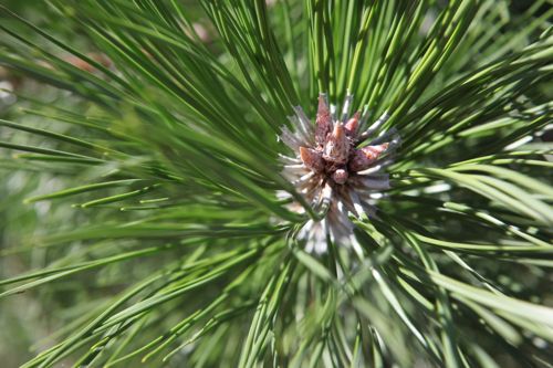 [PINNIGRA] Pinus nigra nigra