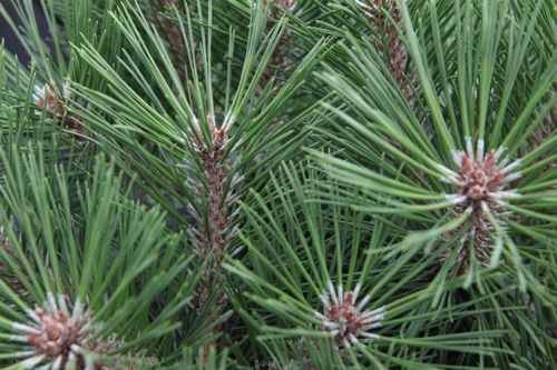 [PINPBREG] Pinus nigra 'Pierrick Brégeon'