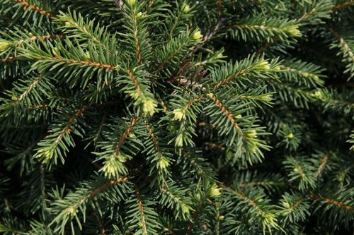 [PIOKAREL] Picea omorika 'Karel'
