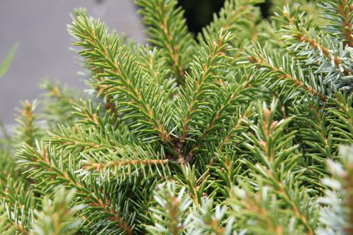 [PIONANA] Picea omorika 'Nana'
