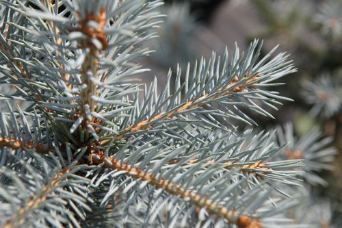 [PIPBDIAM] Picea pungens 'Blue Diamond' (PBR)