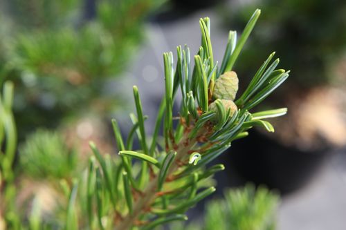 [PIPTEMPE] Pinus parviflora 'Tempelhof'