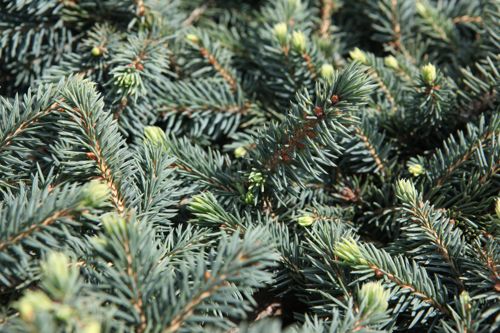 [PIPWALDB] Picea pungens 'Waldbrunn'