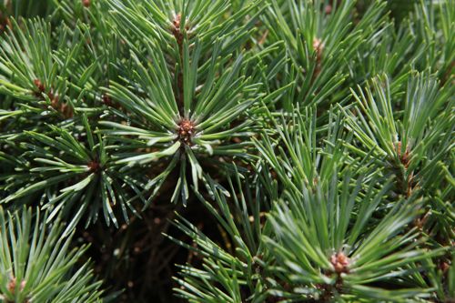 [PISCBLUE] Pinus sylvestris 'Chantry Blue'