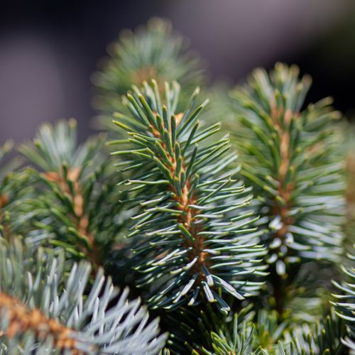 [PISSILBE] Picea sitchensis 'Silberzwerg'