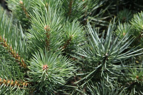 [PISWATER] Pinus sylvestris 'Watereri'