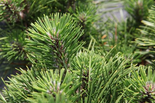 [PITMAIJI] Pinus thunbergii 'Maijima'