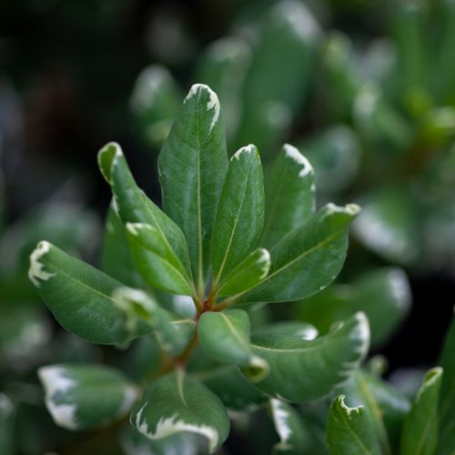 [PITVARIE] Pittosporum tobira 'Variegatum'
