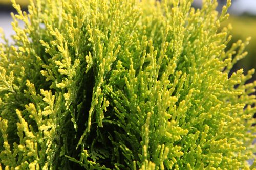 [PLOANANA] Platycladus orientalis 'Aurea Nana (Thuja)'