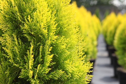 [PLOPAURE] Platycladus orientalis 'Pyramidalis Aurea (Thuja)'
