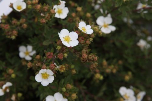 [POFABBOT] Potentilla fruticosa 'Abbotswood'
