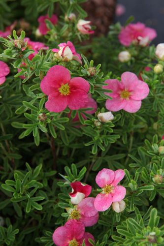 [POFBELLI] Potentilla fruticosa BELLISSIMA (PBR)
