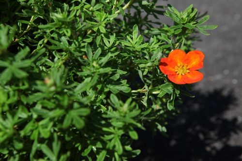 [POFBSOL] Potentilla fruticosa BELLA SOL (PBR)