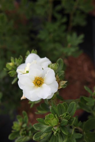 [POFCBRUL] Potentilla fruticosa First Editions® 'Crème Brulée®'