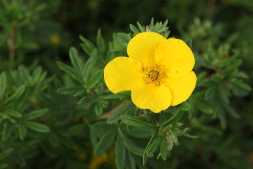 [POFGOLDF] Potentilla fruticosa 'Goldfinger'