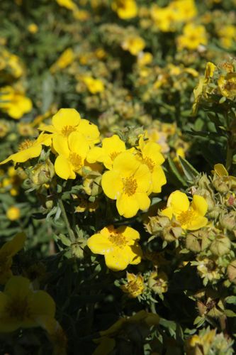[POFHGIGA] Potentilla fruticosa 'Hachmanns Gigant'