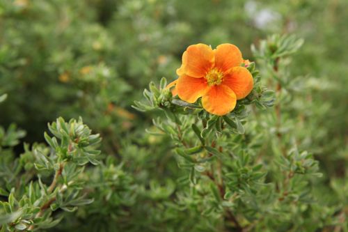 [POFHORAN] Potentilla fruticosa 'Hopleys Orange'