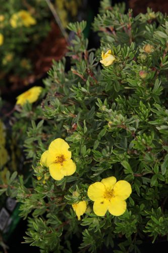 [POFKOBOL] Potentilla fruticosa 'Kobold'