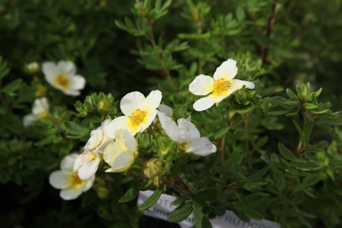 [POFLIMEL] Potentilla fruticosa 'Limelight'