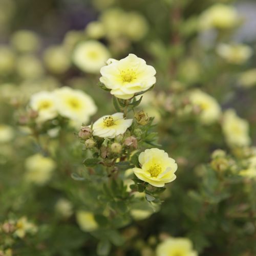 [POFLMERI] Potentilla fruticosa First Editions® 'Lemon Meringue'