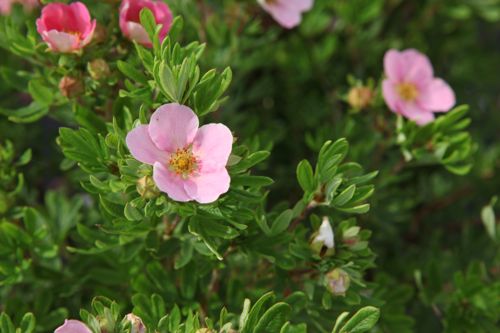 [POFLPINK] Potentilla fruticosa LOVELY PINK (PBR)