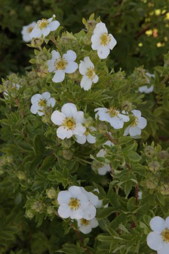 [POFMEVER] Potentilla fruticosa 'Mount Everest'