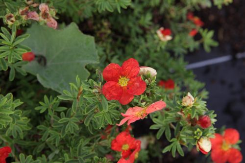 [POFMRROB] Potentilla fruticosa 'Marian Red Robin'