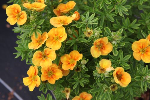 [POFMTANG] Potentilla fruticosa MANGO TANGO (PBR)