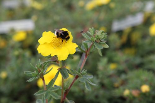 [POFMWMOU] Potentilla fruticosa 'Medicine Wheel Mountain'