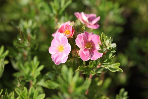 [POFPPARA] Potentilla fruticosa PINK PARADISE (PBR)