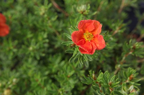 [POFRACE] Potentilla fruticosa 'Red Ace'