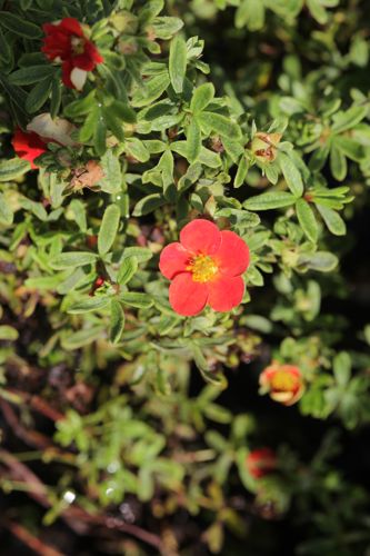 [POFRLADY] Potentilla fruticosa 'Red Lady' (PBR)