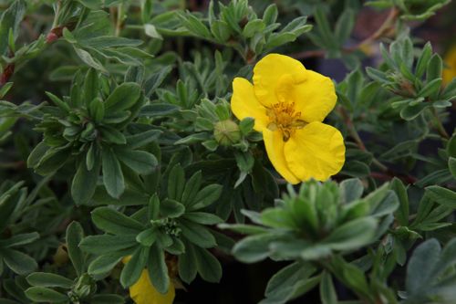 [POFSOMME] Potentilla fruticosa 'Sommerflor'