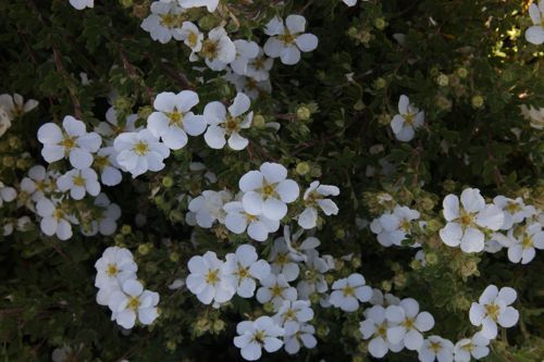 [POFWLADY] Potentilla fruticosa 'White Lady' (PBR)