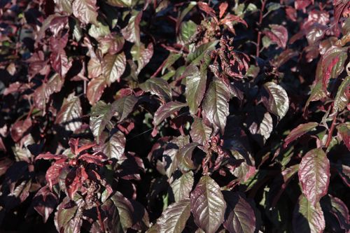 [PRCCPOIN] Prunus cerasifera 'Crimson Pointe®'