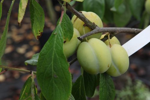 [PRDQVICT] Prunus domestica 'Queen Victoria'