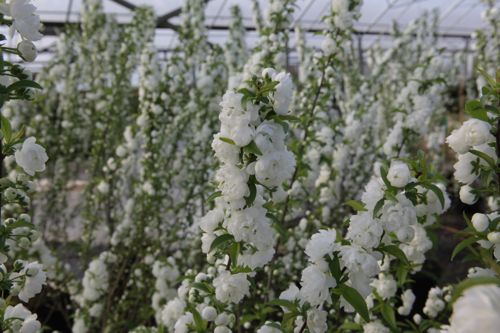 [PRGAPLEN] Prunus glandulosa 'Alba Plena'