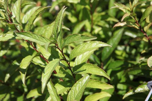 [PRGRPLEN] Prunus glandulosa 'Rosea Plena'