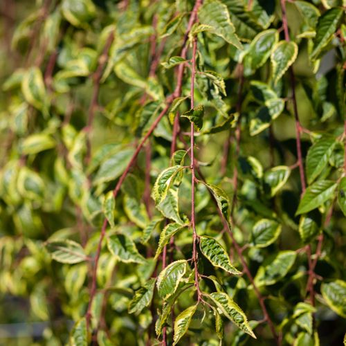 [PRIFFROC] Prunus incisa 'Frilly Frock®'