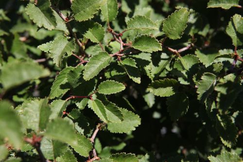 [PRIKNMAI] Prunus incisa 'Kojou-no-mai'
