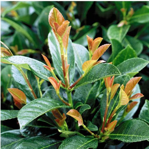 [PRLETNA] Prunus (L) laurocerasus ETNA (PBR)