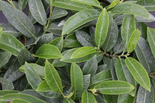 [PRLMVERN] Prunus (L) laurocerasus 'Mount Vernon'